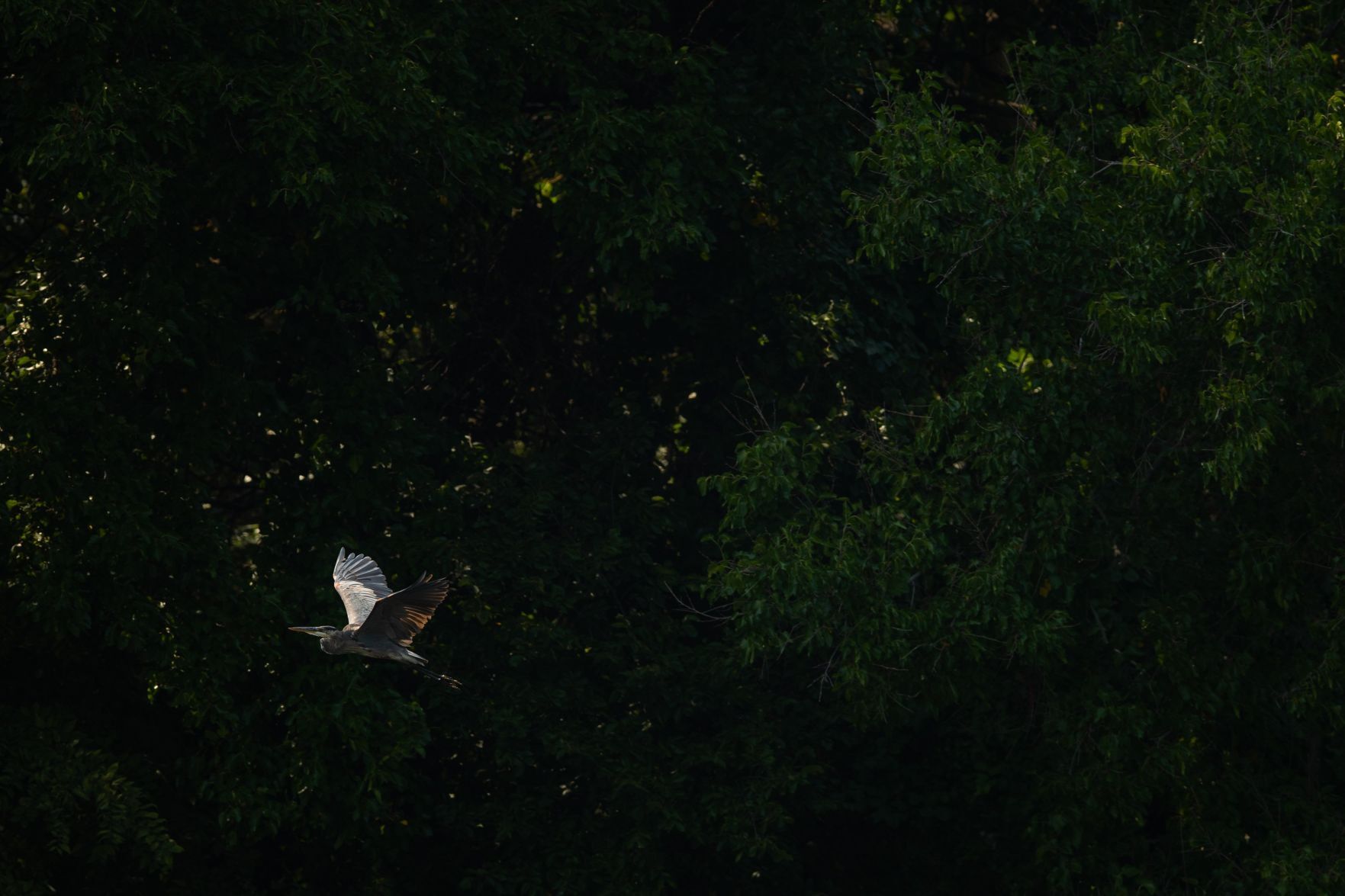 Heron